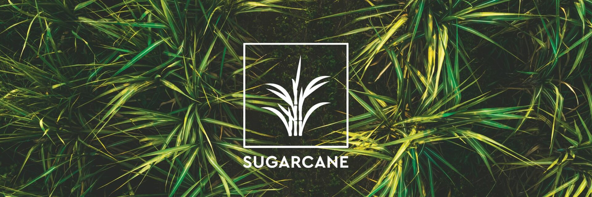 Sugarcane | OL-A Products